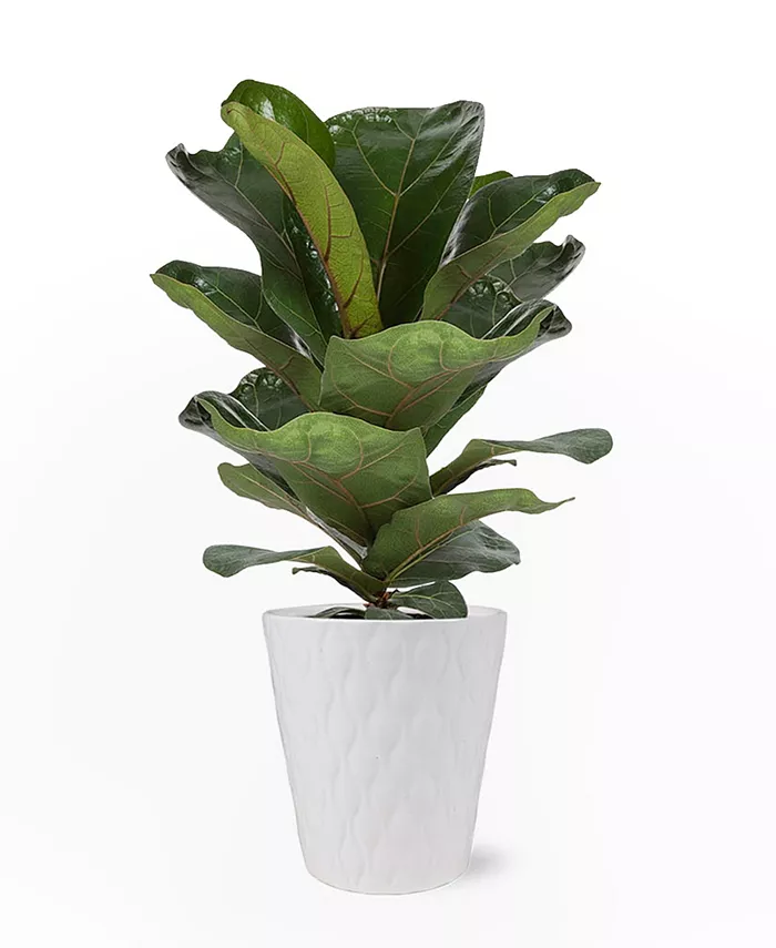 BloomsyBox Portland Fiddle Leaf Fig Live Plant - Intensery