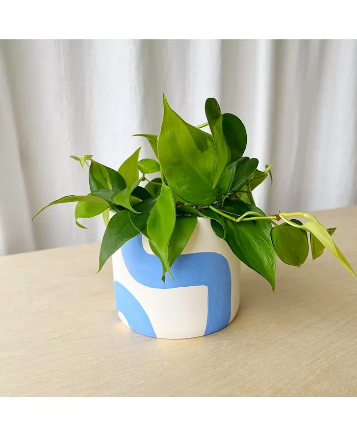 Tierra Sol Studio Variegated Philodendron Brasil Plant Kit - Na'Agua - Intensery