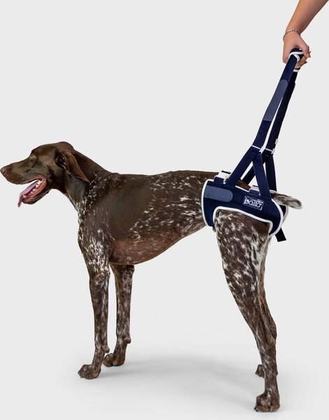 Balto Up Rear Dog Harness Support - Intensery