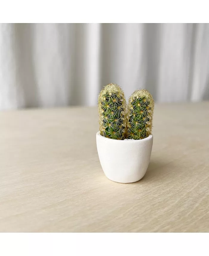 Tierra Sol Studio You + Me Mini Cactus Plant Kit - Intensery