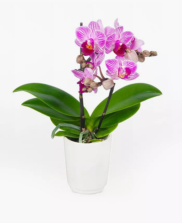 BloomsyBox Cape Town Orchid Live Plant - Intensery
