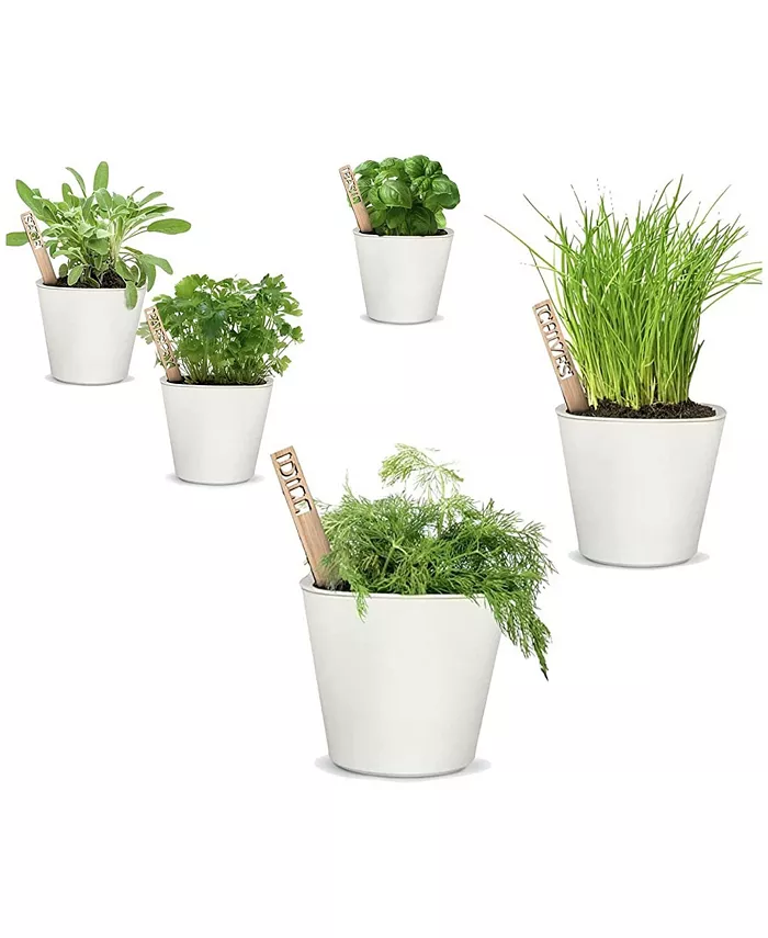Window Garden Herbs Kit - Herb Growing Kit， Easy to Grow Herbs Seeds for Kitchen sill Indoors or Outdoors， Planting Made Easy with This Spice Garden S - Intensery