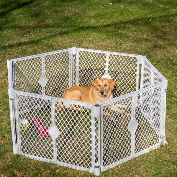 MyPet Plastic Dog Pet Yard - Intensery