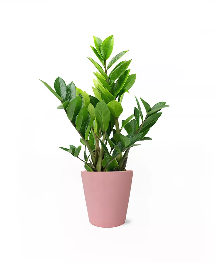 BloomsyBox Star Crossed Live Plants - Intensery