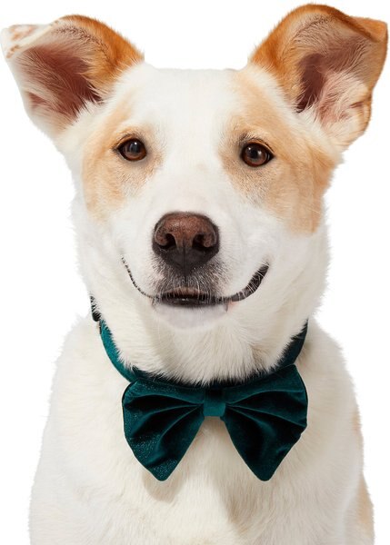 Frisco Green Velvet Dog and Cat Bow Tie - Intensery