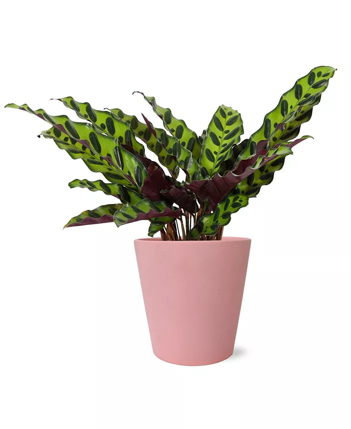 BloomsyBox Meet Cute Live Plants - Intensery
