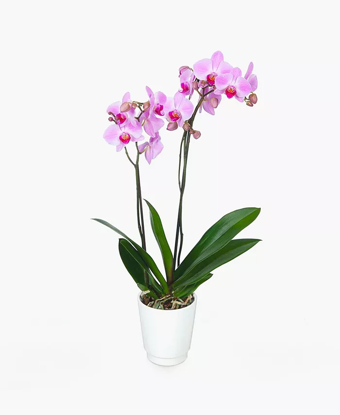 BloomsyBox Paris Flowers Orchid Live Plant - Intensery