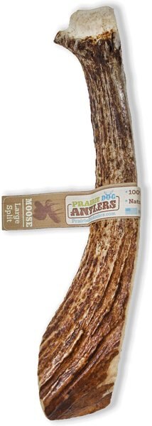 Prairie Dog Split Moose Antler Dog Chews， 8 - 9.5 inch - Intensery