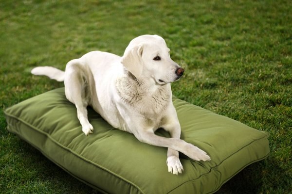 Sunbrella by Austin Horn Collection Indoor/Outdoor Double Sided Elevated Dog Bed - Intensery