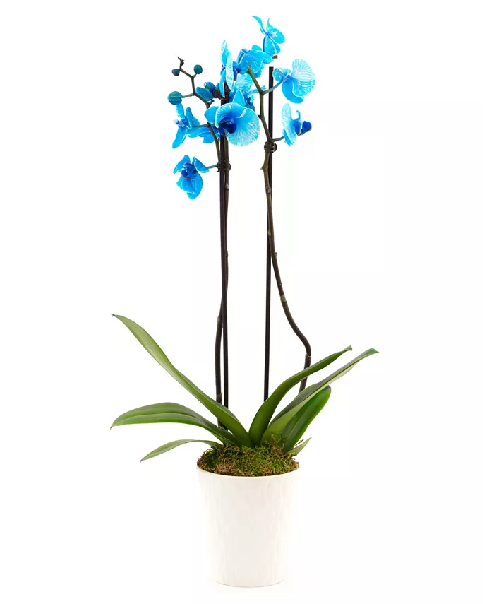 BloomsyBox Blue Orchid Live Plant - Intensery