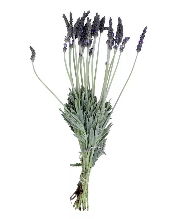 Magnolia Supply Co Fresh English Lavender Bundle - Intensery