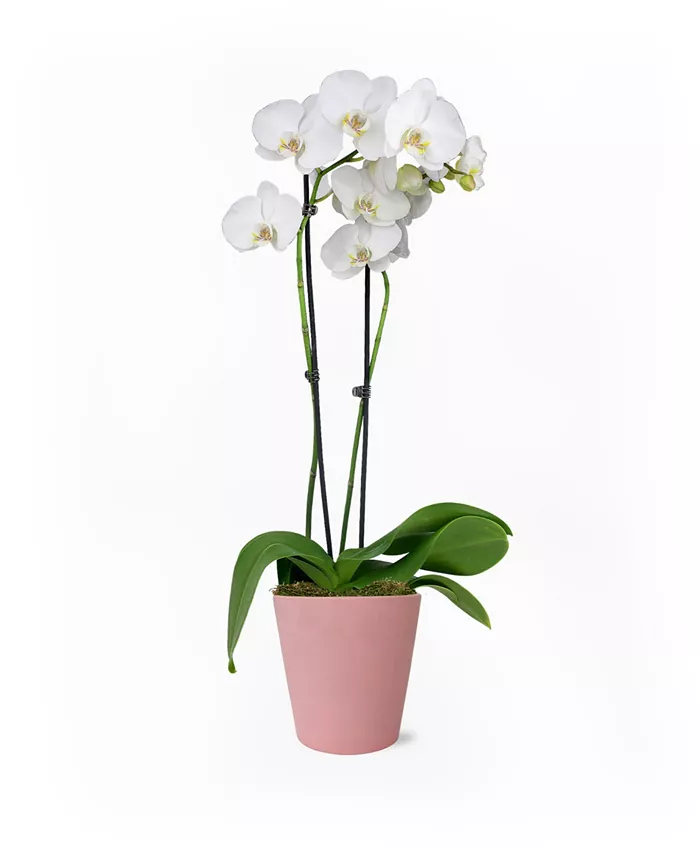 BloomsyBox Paris in Pink Live Plant - Intensery