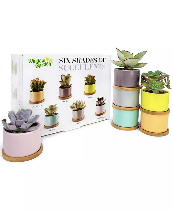 Window Garden Set of 6 Shades of Succulents Planter Pots �C Slip Your Plants Into Something More Colorful. Create a Stunning Display That’ll Surely Ex - Intensery