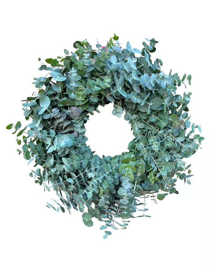 GreenishBlu Fresh Real True Blue Eucalyptus Spring Wreath - Intensery