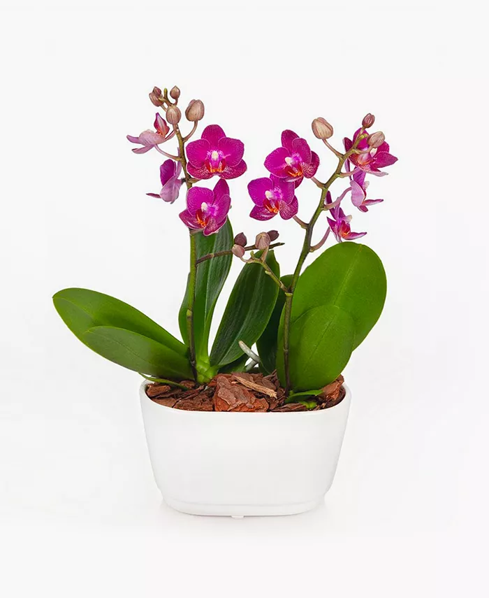 BloomsyBox Amalfi Orchid Duo Live Plant - Intensery
