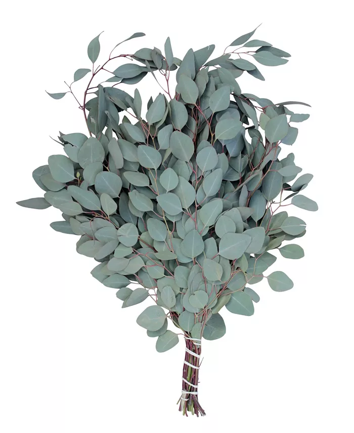 Magnolia Supply Co Fresh Silver Dollar Eucalyptus Bundle - Intensery