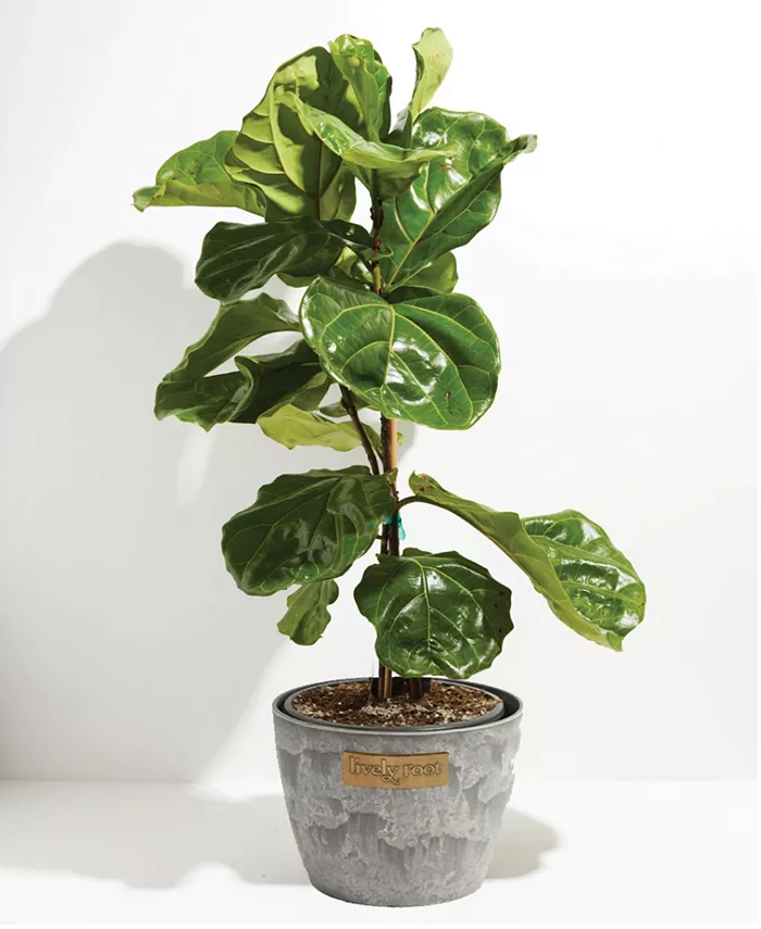 Lively Root Fiddle Leaf Fig Live Plant， 10