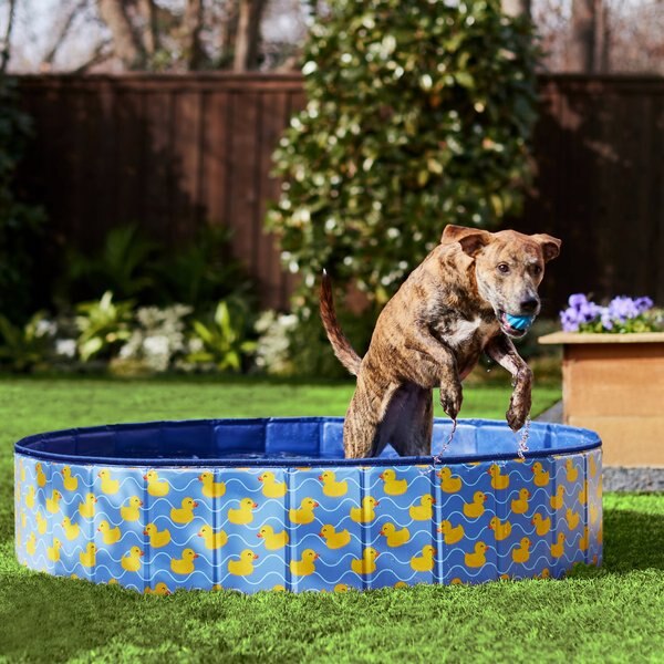 Frisco Outdoor Dog Swimming Pool， Rubber Ducky - Intensery