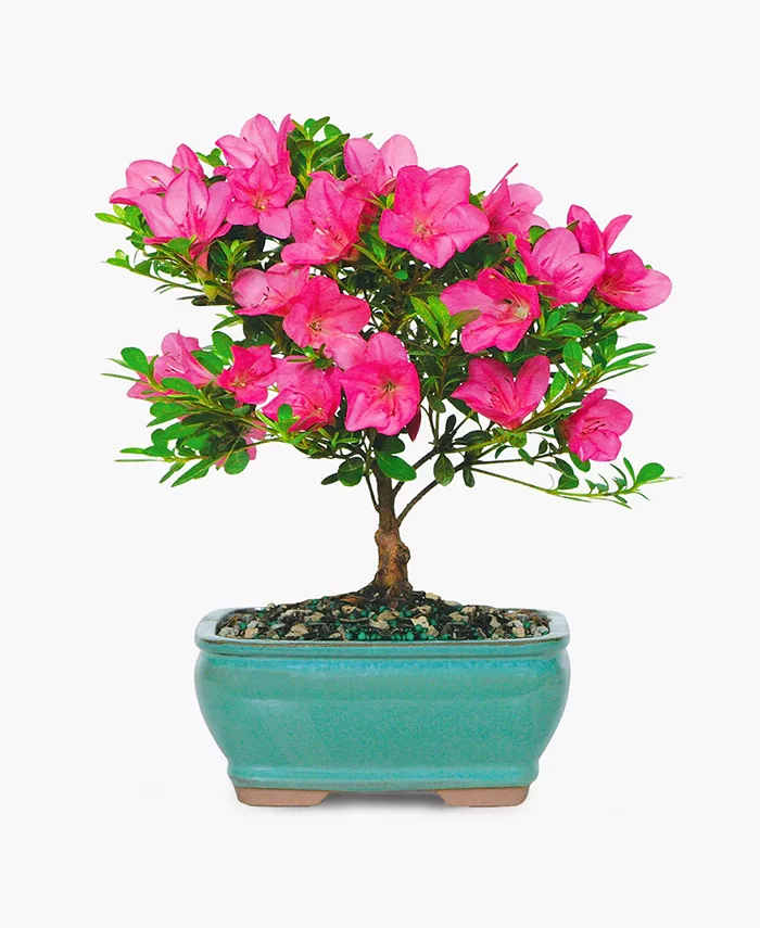 BloomsyBox Satsuki Azalea Bonsai Live Plant - Intensery