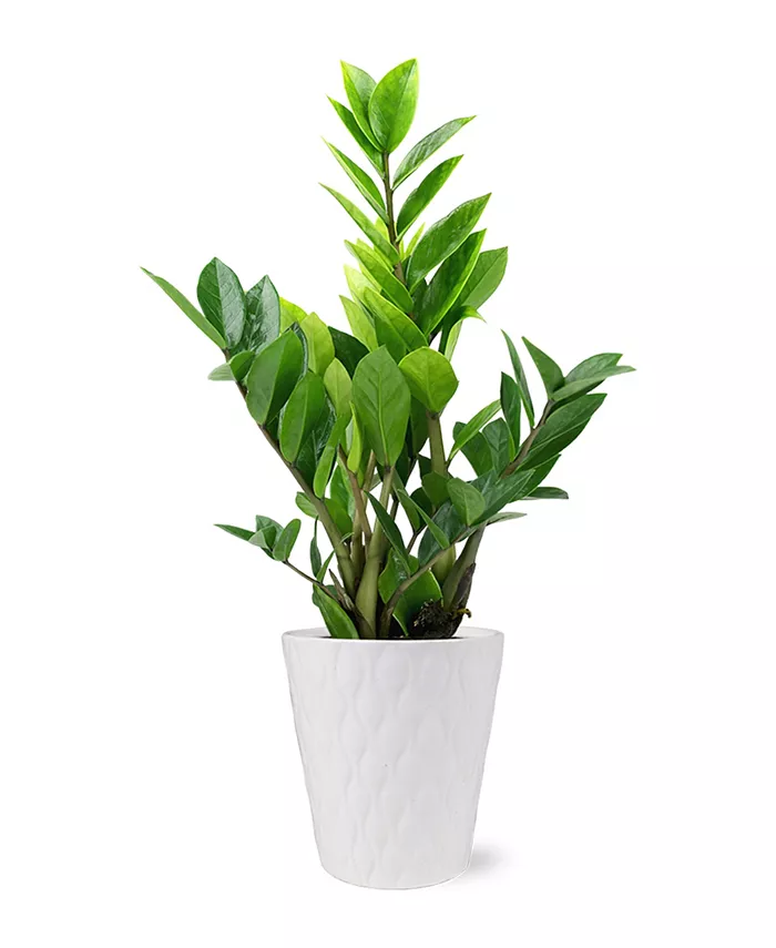BloomsyBox Zamioculcas Zamiifolia Live Plant - Intensery