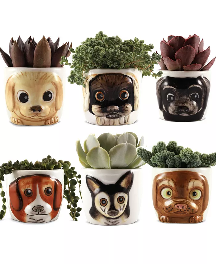 Window Garden Cat Planter Pot - 6 Mini Succulent Kitty Pots - Cute Flower Pots for Indoor Plants - Cat Decor Vase for Cactus， Herb - Cat， Cat Owner Gi - Intensery