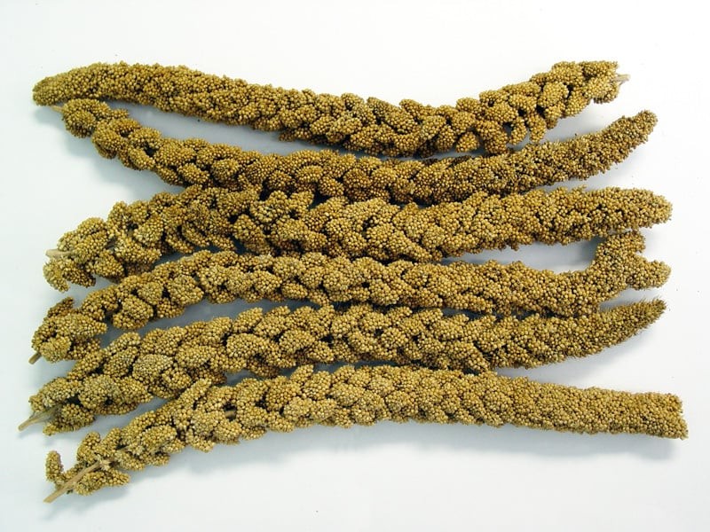 Higgins Spray Millet Treat - 5 lb Bag - Intensery