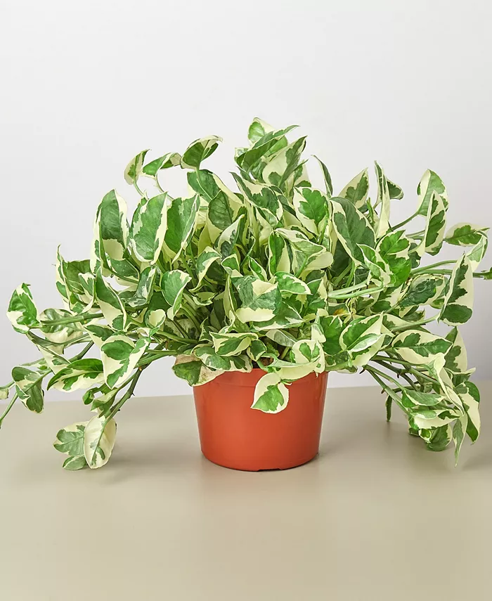 House Plant Shop Pothos N'Joy Live Plant， 6
