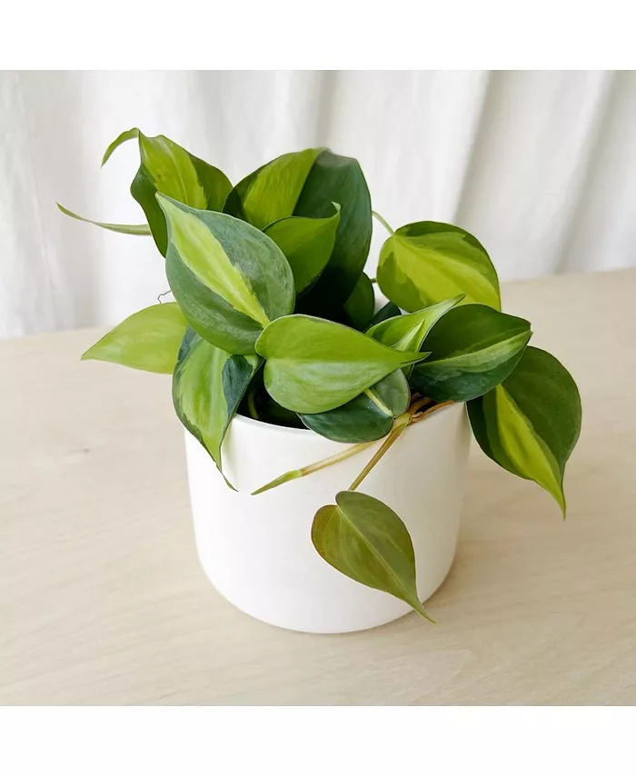 Tierra Sol Studio Variegated Philodendron Brasil Plant Kit - White - Intensery