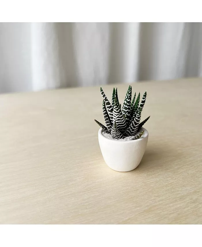 Tierra Sol Studio Felix Mini Succulent Kit - Intensery