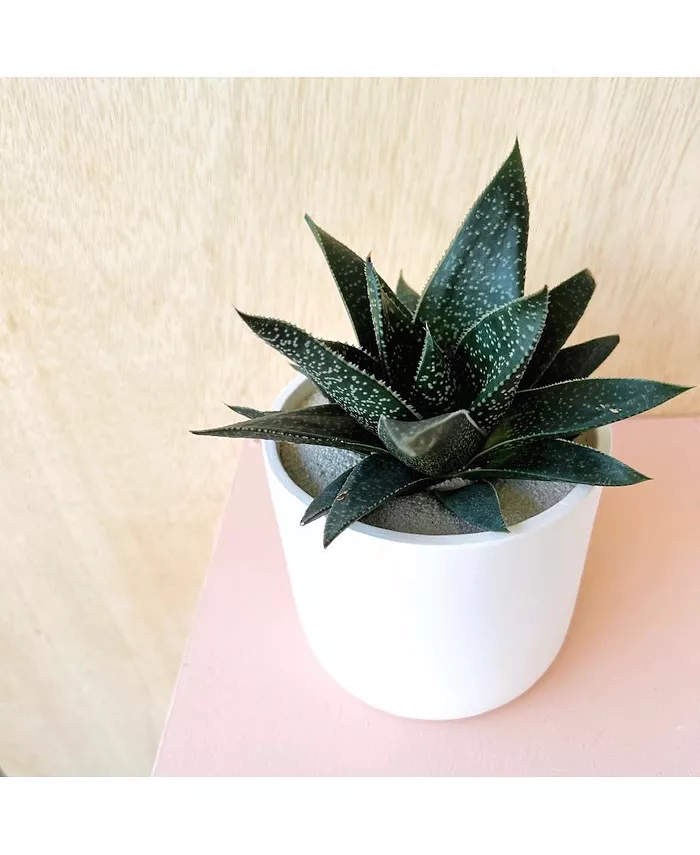 Tierra Sol Studio Howard Gasteraloe Hybrid Plant Kit - Intensery